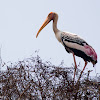 Painted stork