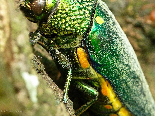 Jewel Beetle Project Noah 3246