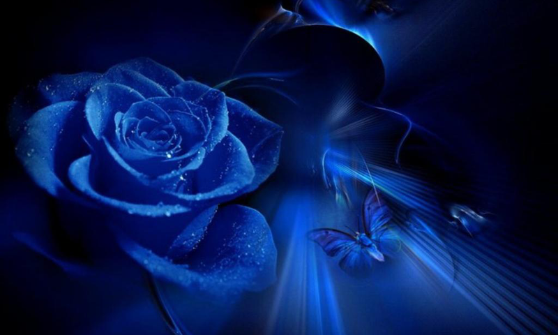 Blue roses wallpapers - Android Apps on Google Play