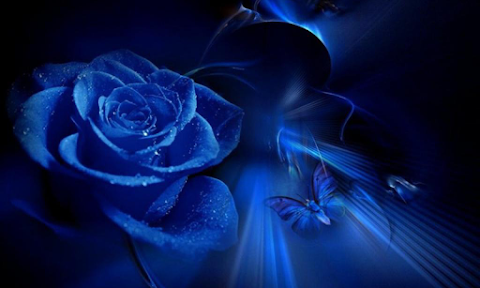 ベスト壁紙 青いバラ 最高の花の画像