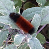 Banded woolly bear (Isabella tiger moth caterpillar)