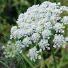 Queen Anne's Lace (Wildflower)