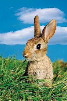 Lovely Little Rabbit