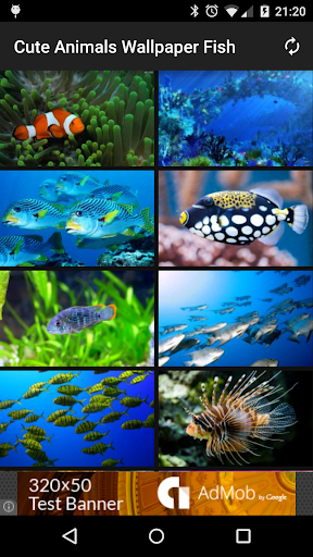 Cute Animals Wallpaper Fish
