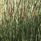 Cattails