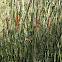 Cattails