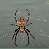 Brown Sailor Spider