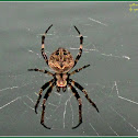 Brown Sailor Spider