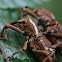 weevils mating
