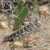 Crowned Grasshopper