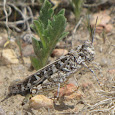 Grasshoppers of Colorado