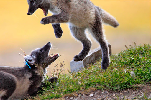 Probably siblings, right? Arctic fox pups rough-housing during a trip to the Svalbard islands aboard the Hurtigruten cruise ship Fram.