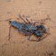 Whip Scorpions (dead :( )