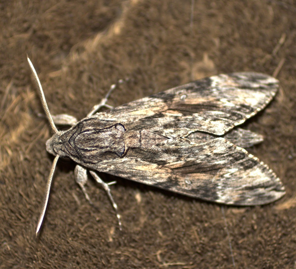 Convolvulus Hawk Moth (Male)