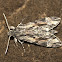 Convolvulus Hawk Moth (Male)