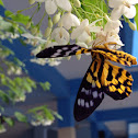 False Tiger Moth