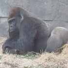 Gorilla (Silverback)