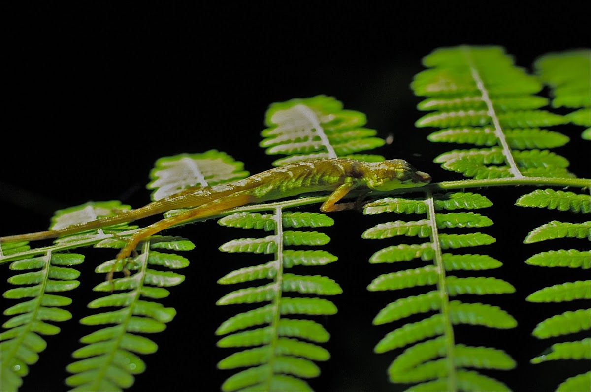 Forest Anole Lizard