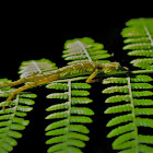 Forest Anole Lizard