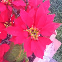 Poinsettia