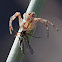 flower crab spider with prey