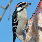 Downy Woodpecker