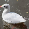 Black-headed Gull