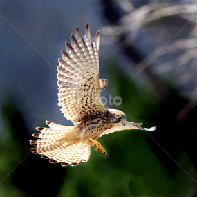 a kestrel by Tzong Lion T - Animals Birds