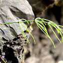 Field Horsetail or Common Horsetail