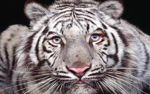 【免費娛樂App】Tiger Live Wallpaper HD-APP點子