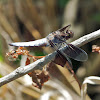 Common Whitetail dragonfly (male)