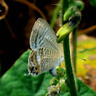 Pea Blue (Female)