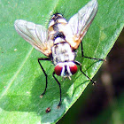 Tachnid Fly