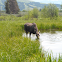 Moose drinking from pond