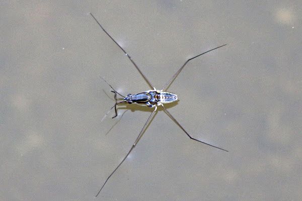 water strider | Project Noah