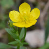 Spiny Fruit Buttercup