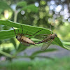 Marsh Snipe Fly