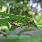 Marsh Snipe Fly