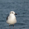 Laughing Gull