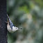 White-breasted Nuthatch