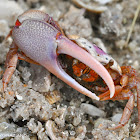 Fiddler Crab