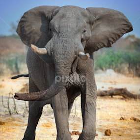 wild elephant in charge by Marjorie Speiser - Animals Other Mammals