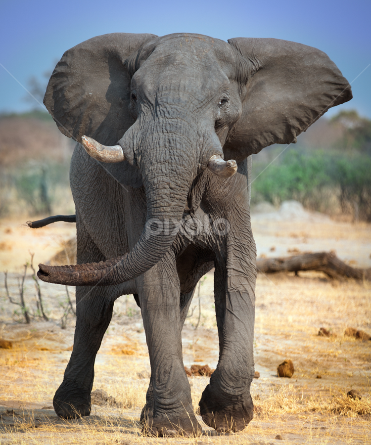 wild elephant in charge by Marjorie Speiser - Animals Other Mammals