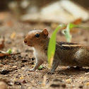 The Indian palm squirrel