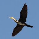 greater cormoramnt