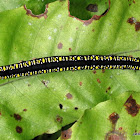 Moth Catterpillar