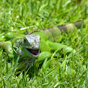 Green Iguana (juvenile)