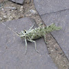lichen katydid
