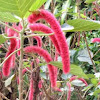 Chenille plant