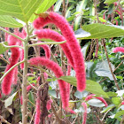 Chenille plant